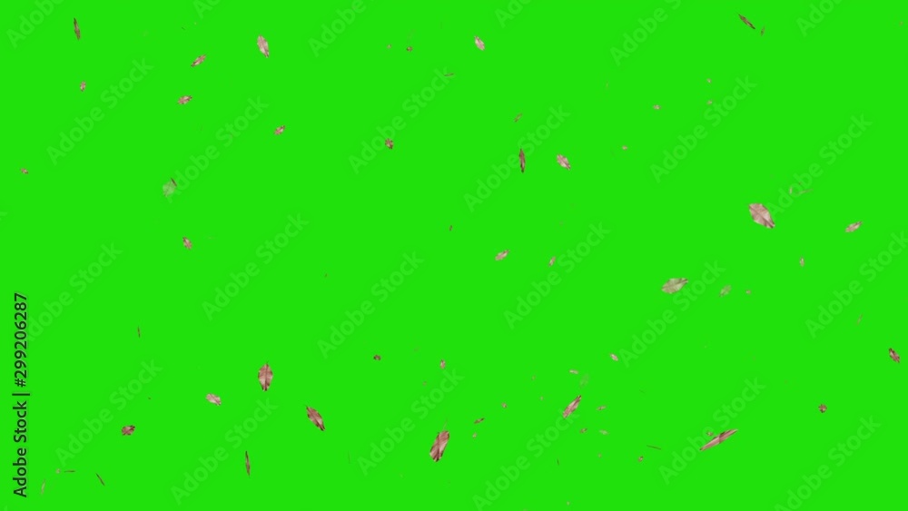 Dry leaves falling on the ground with green screen background. Dry leaves falling on the ground with green screen background.