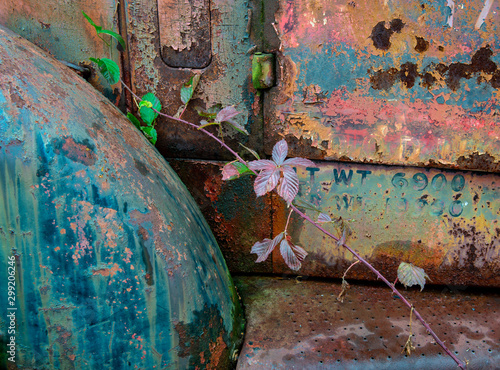 Wild common blackberry cane (Rubus allegheniensis) growing onto the remains of an old abandoned truck in Columbia, Virginia, USA. photo