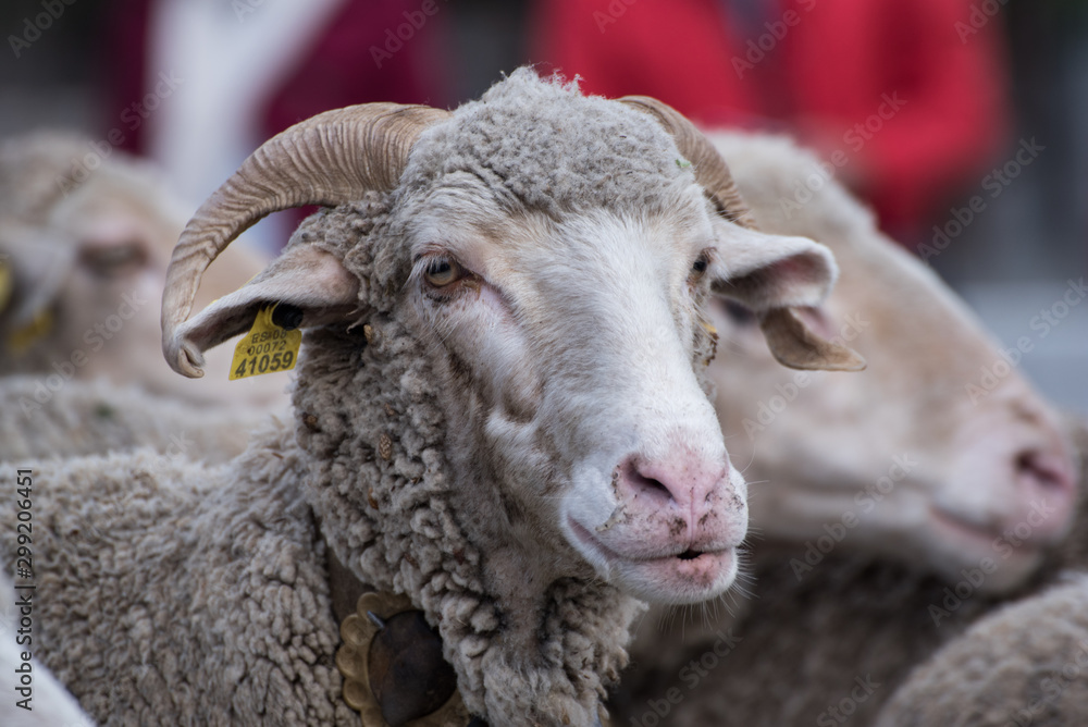 Rebaño de ovejas en la ciudad de Madrid
