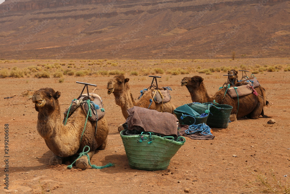Fototapeta premium Dromadaires prêts pour un trek dans le désert Marocain