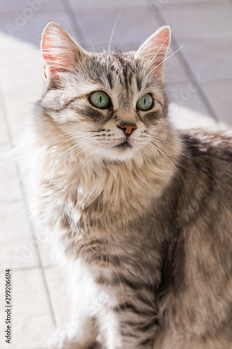 Fototapeta Naklejka Na Ścianę i Meble -  Adorable cat with long hair in relax, siberian purebred animal