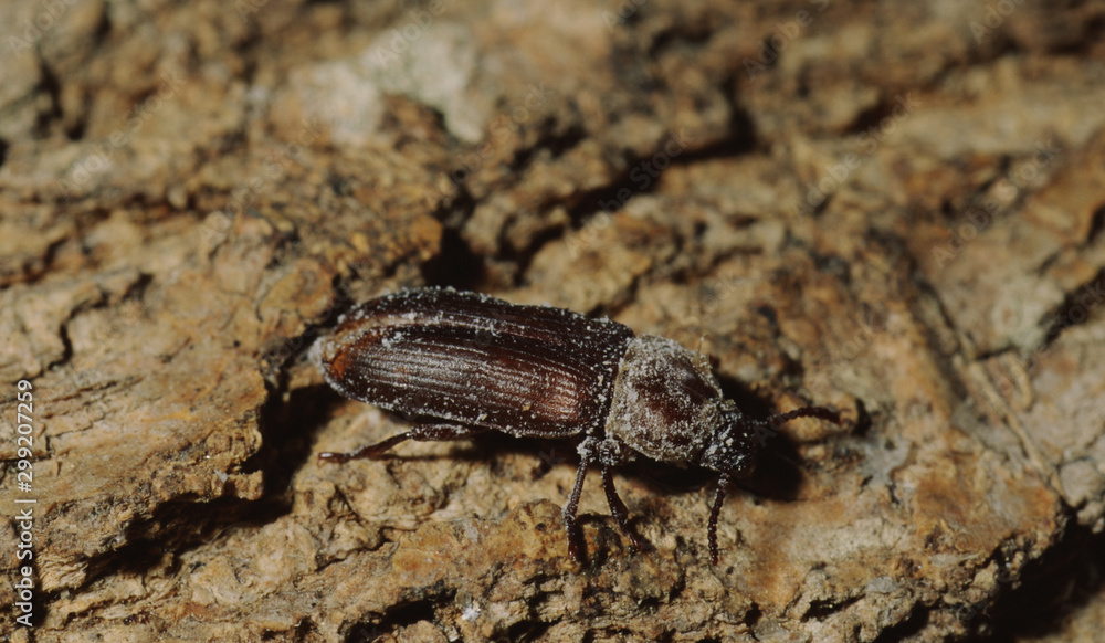 Mealworm Beetle (Tenebrio Molitor) Mealworm Beetle (Tenebrio Molitor)