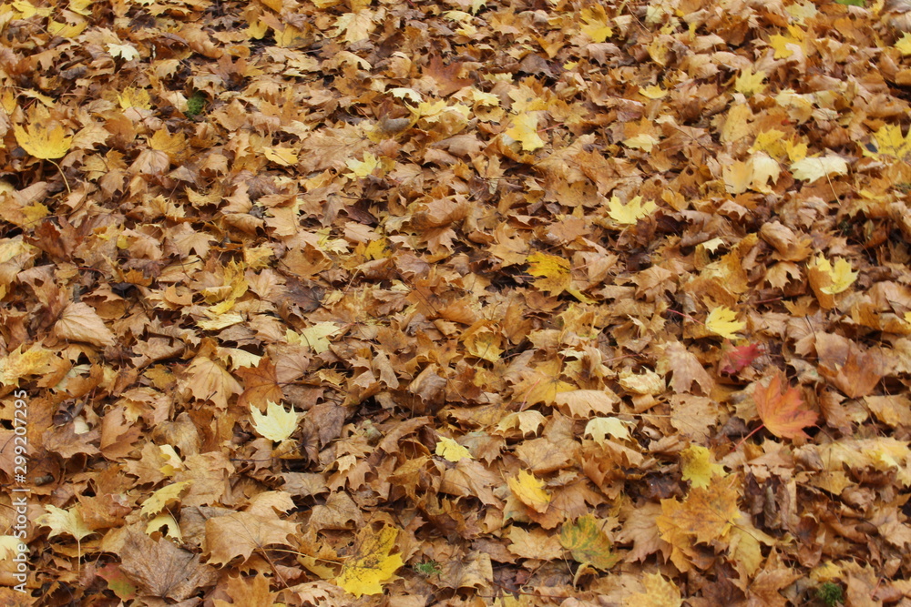 Autumn leaves for background texture