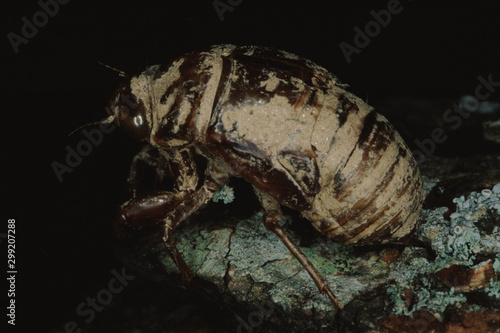 Pharaoh Cicada (Magicicada Septendecim) Excoskeleton photo