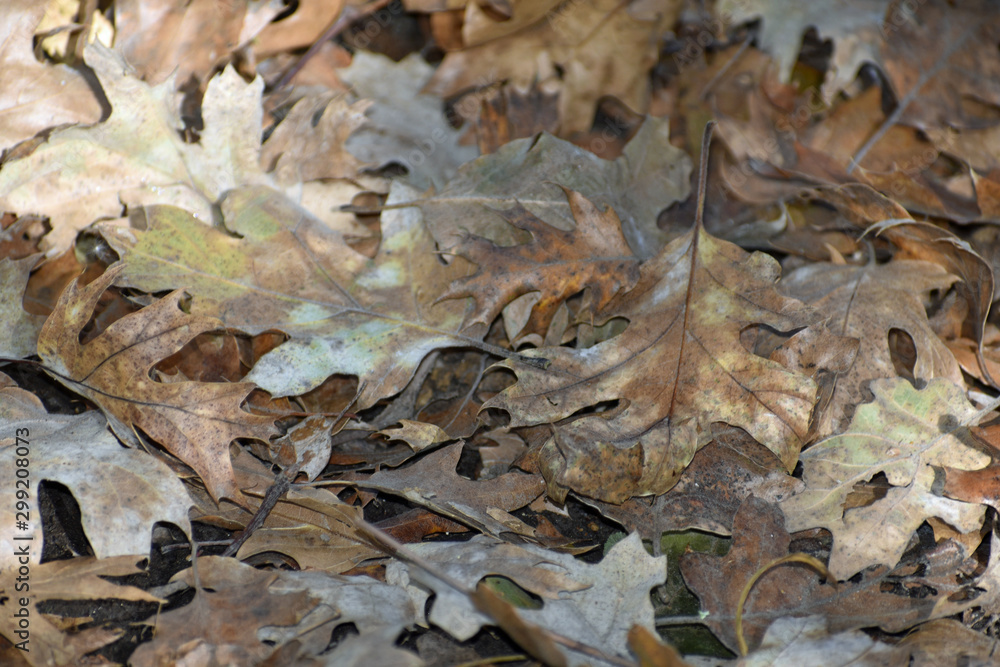 Fallen Autumn Leaves