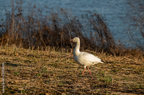 Snow Goose Feeding at Sundown © Melody Mellinger