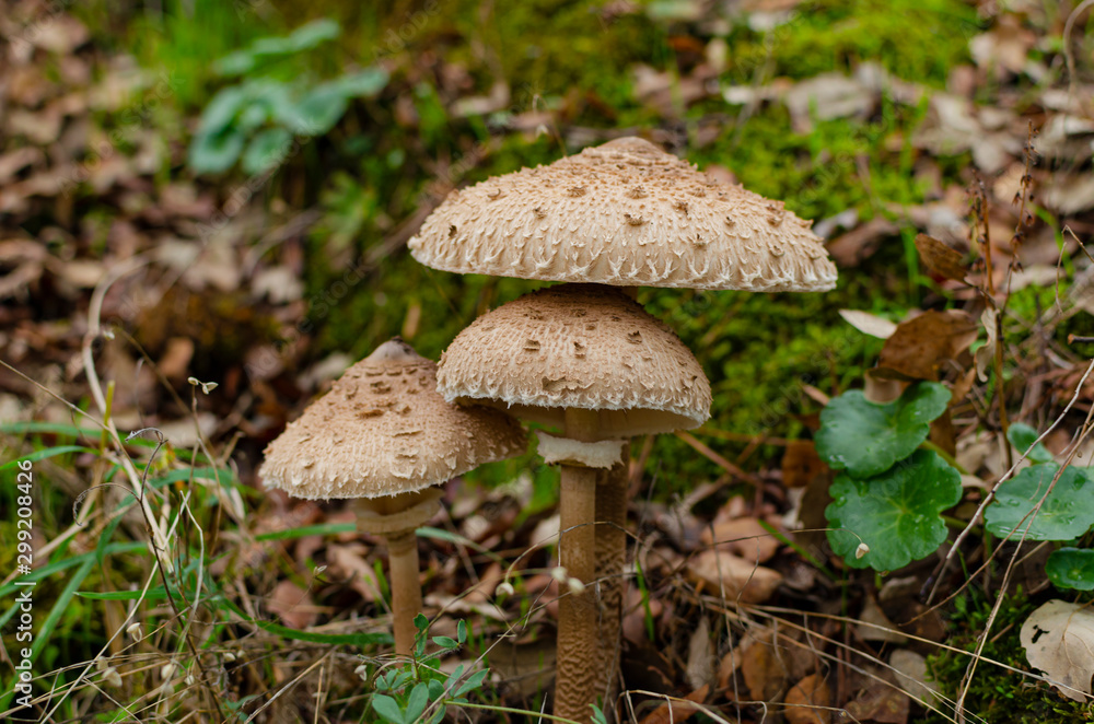 Three isolated mushrooms: Macrolepiota procera, also named, the parasol mushroom. Very tasty and healthy. Edible mushroom. Three isolated mushrooms: Macrolepiota procera, also named, the parasol mushroom. Very tasty and healthy. Edible mushroom.
