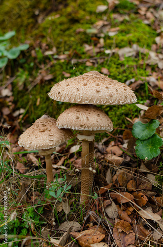 Parasol mushroom (Macrolepiota procera), healthy wild fungus. Galicia, España.