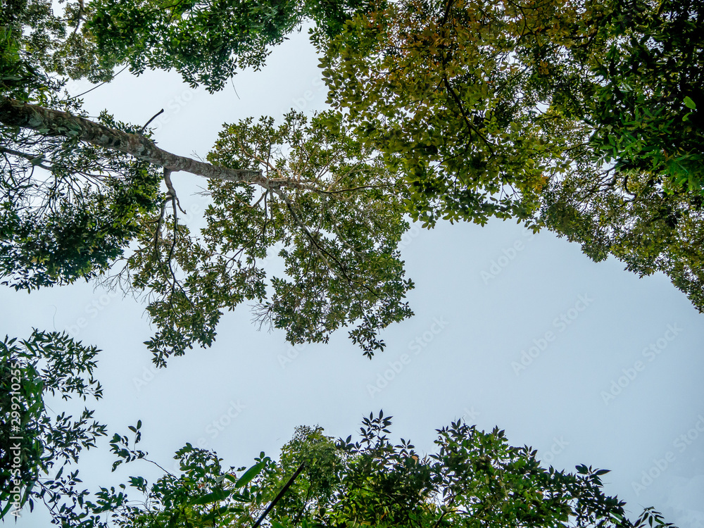 Looking up through the treetops. Beautiful natural frame of foliage against the sky. Copy space Looking up through the treetops. Beautiful natural frame of foliage against the sky. Copy space