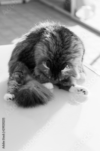 Adorable cat with long hair in relax  siberian purebred animal