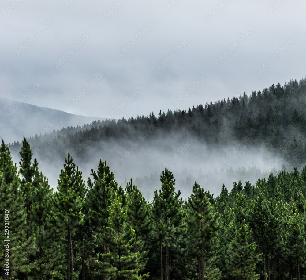 Fototapeta premium fog and mist rolling between the mountainous forest trees