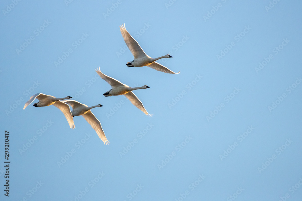 Obraz premium Swans in flight at Sunset