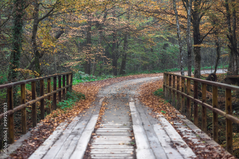 nature park in fall colors, autumn landscape in October nature park in fall colors, autumn landscape in October