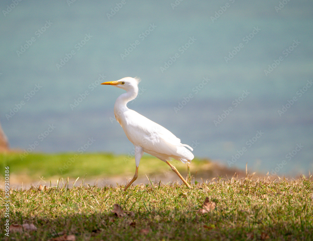 oiseau blanc à la course oiseau blanc à la course