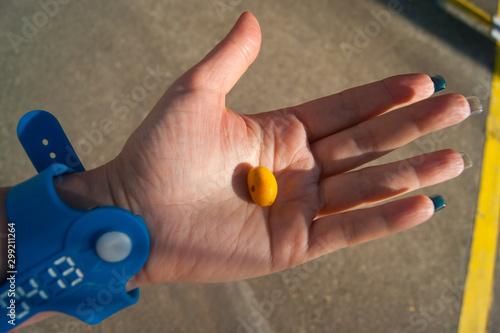 Orange palm fruits - Canary date palm. Date on a female palm. Hand in a blue bracelet from the water park photo