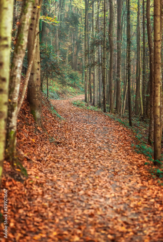 autumn forest natural background suitable for desktops