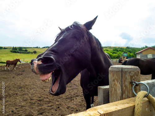 cheval qui rit © Veronique