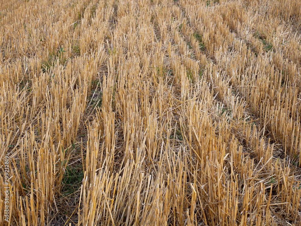 Fototapeta premium Wheat stubble after harvest