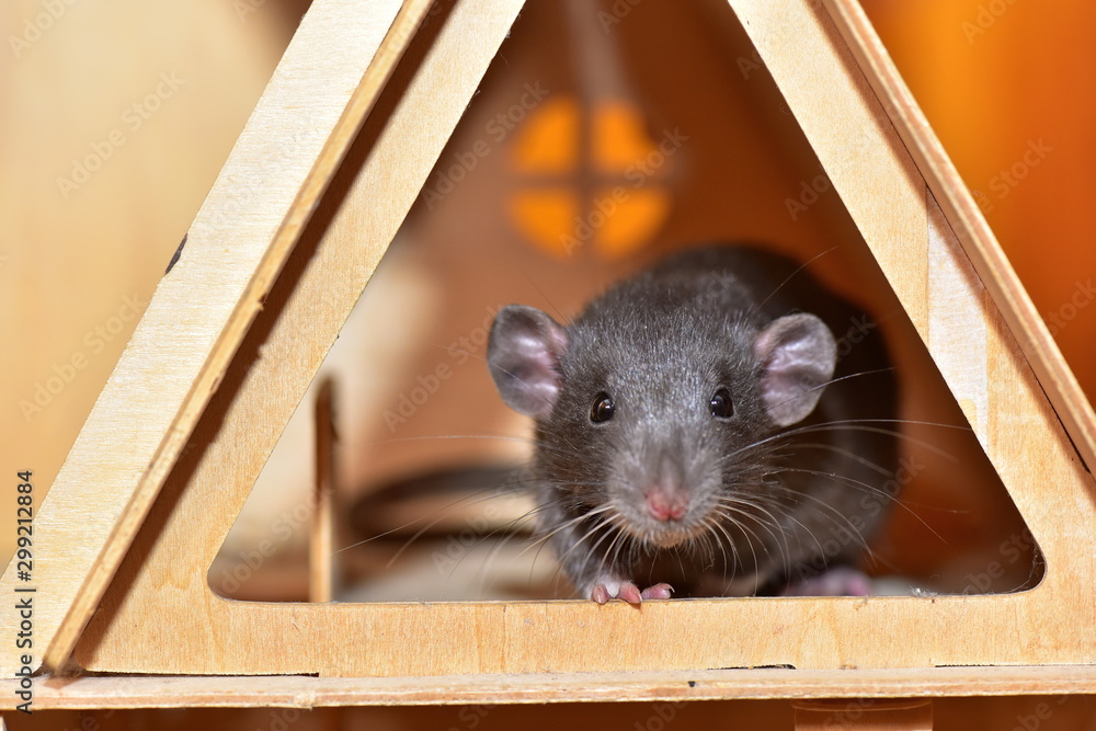 Obraz premium Black house rat breed Dumbo funny in the house