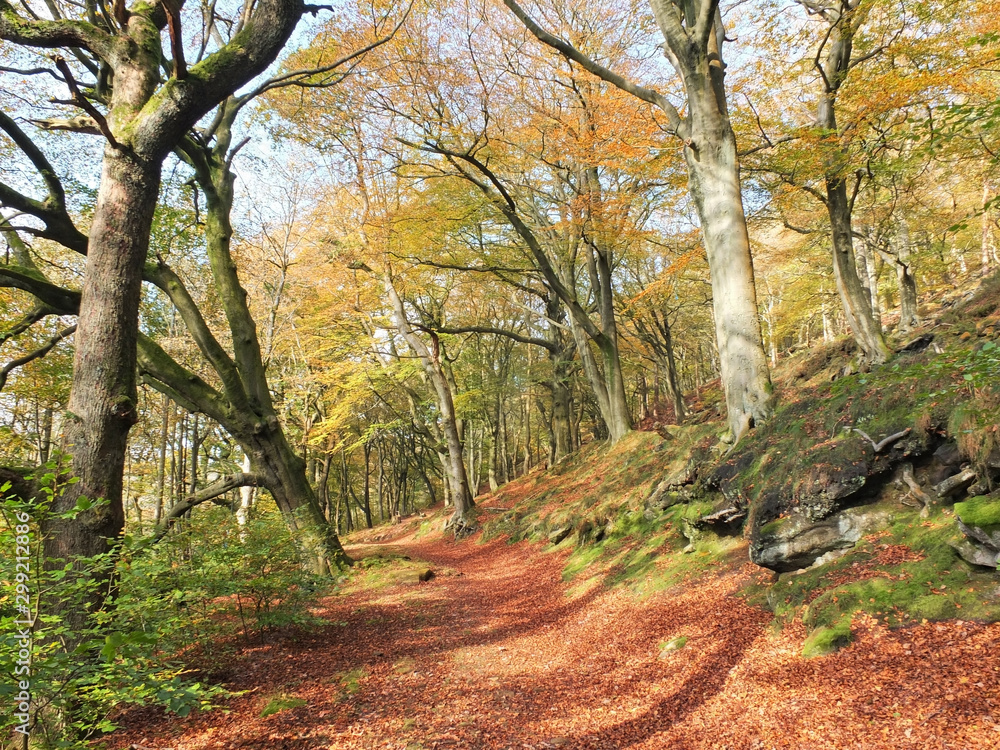 sunlit footpath in autumn woodland with orange and golden leaves against a bright blue sky sunlit footpath in autumn woodland with orange and golden leaves against a bright blue sky