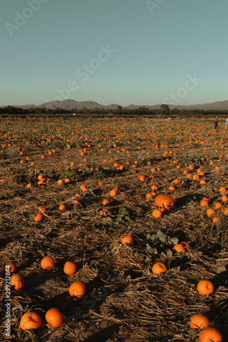 Pumpkin Patch