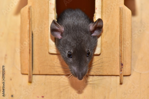Black house rat breed Dumbo funny in the house