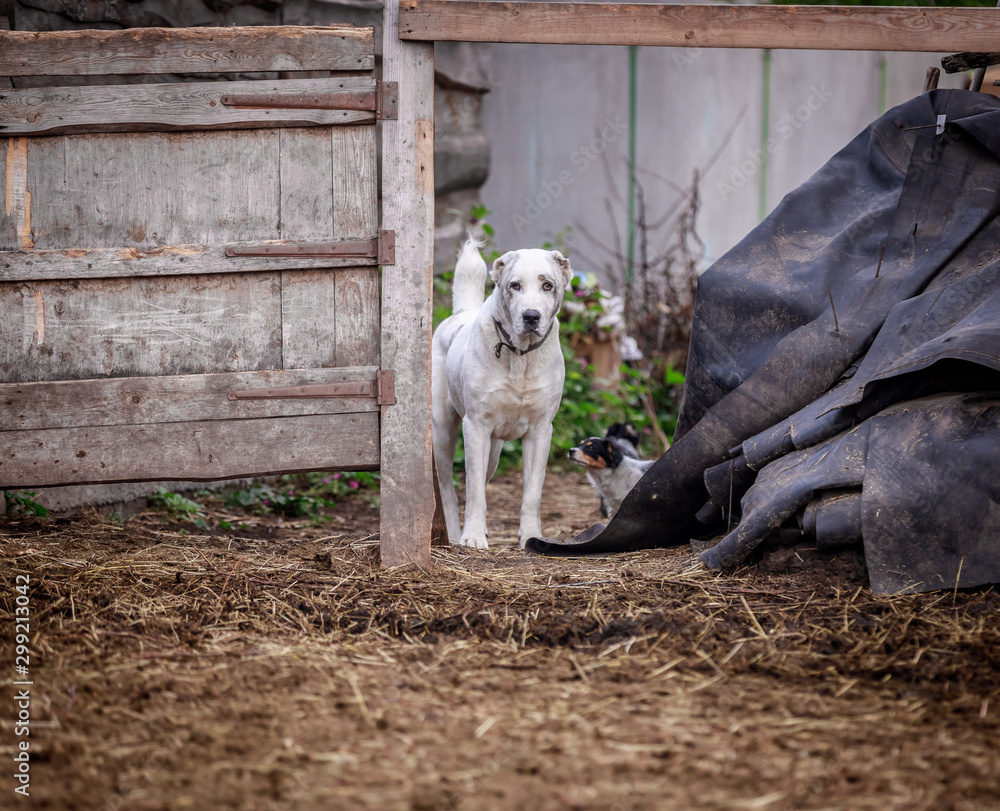 Obraz premium Beautiful Central Asian Shepherd Dogs Walk in the Yard