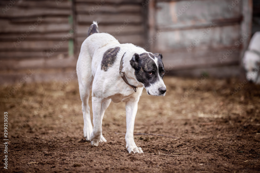 Beautiful Central Asian Shepherd Dogs Walk in the Yard Beautiful Central Asian Shepherd Dogs Walk in the Yard