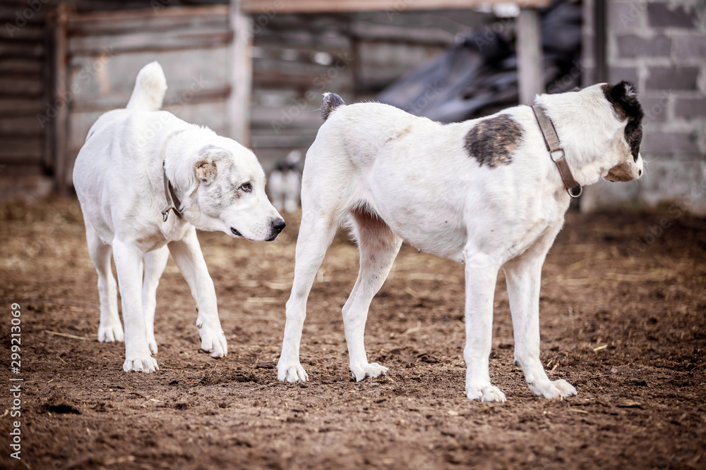 Beautiful Central Asian Shepherd Dogs Walk in the Yard Beautiful Central Asian Shepherd Dogs Walk in the Yard