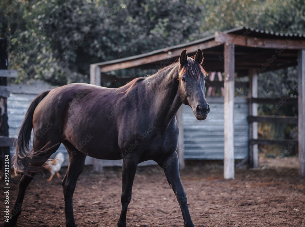 Black horse walks in the corral Black horse walks in the corral
