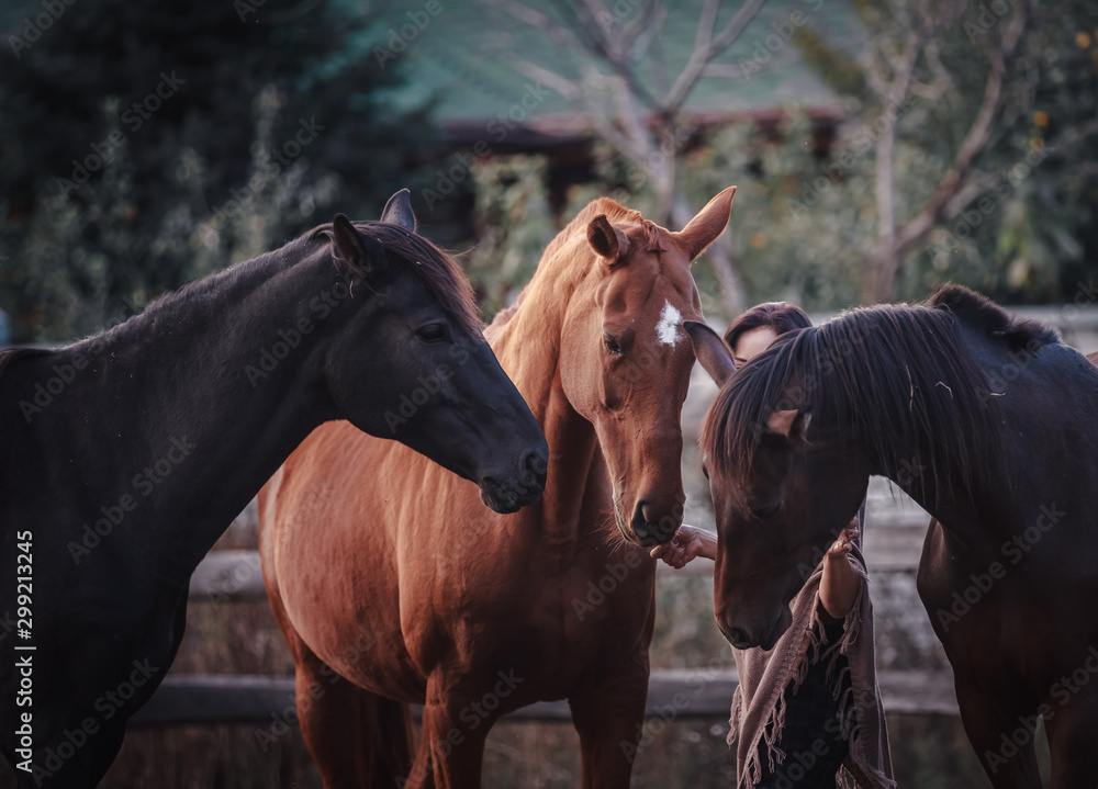 Naklejka premium Three horses surrounded the girl