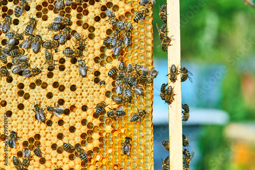 Close up view of the working bees on the honeycomb with sweet honey. Honey is beekeeping healthy produce. photo