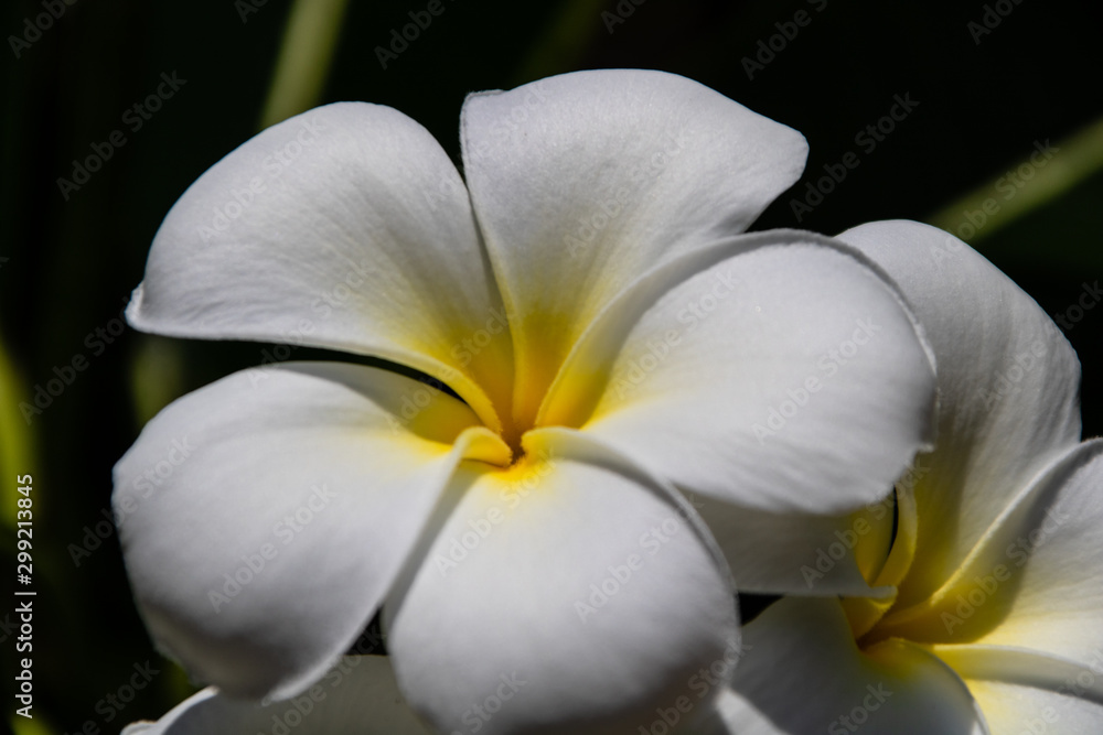 Plumeria Plumeria