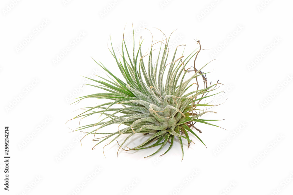 Tillandsia isolated on white background. Tillandsia are careless and low maintenance ornamental plants that required no soil, only plenty of water, sunlight and good airflow