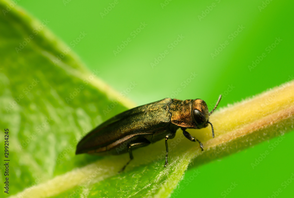 Agrilus jewel beetle on leaf photographed with high magnification Agrilus jewel beetle on leaf photographed with high magnification