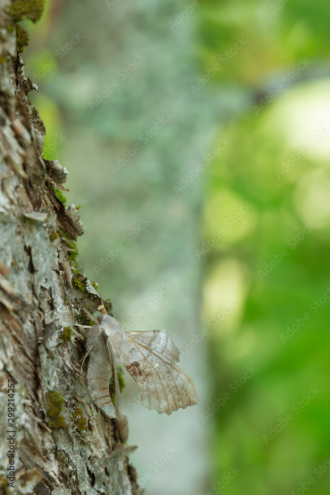 Obraz premium Poplar hawk-moth, Laothoe populi on tree trunk