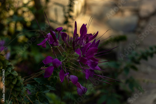 flowers in the garden