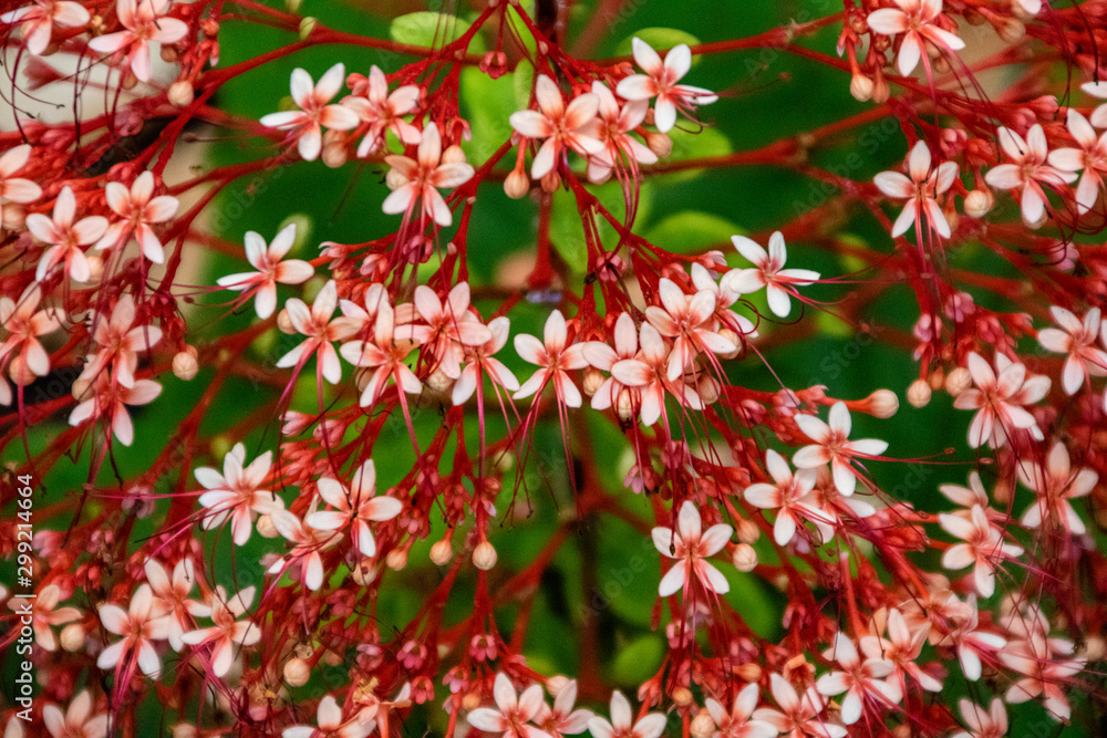 Small red flowers