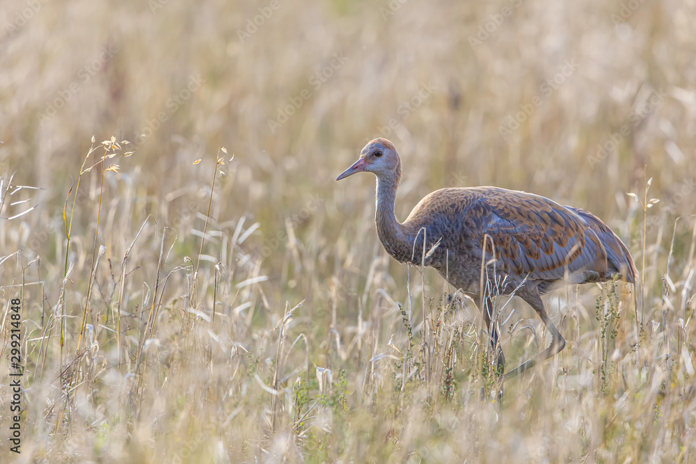 Juvenile Sandhill Crane in a Barley Field Juvenile Sandhill Crane in a Barley Field