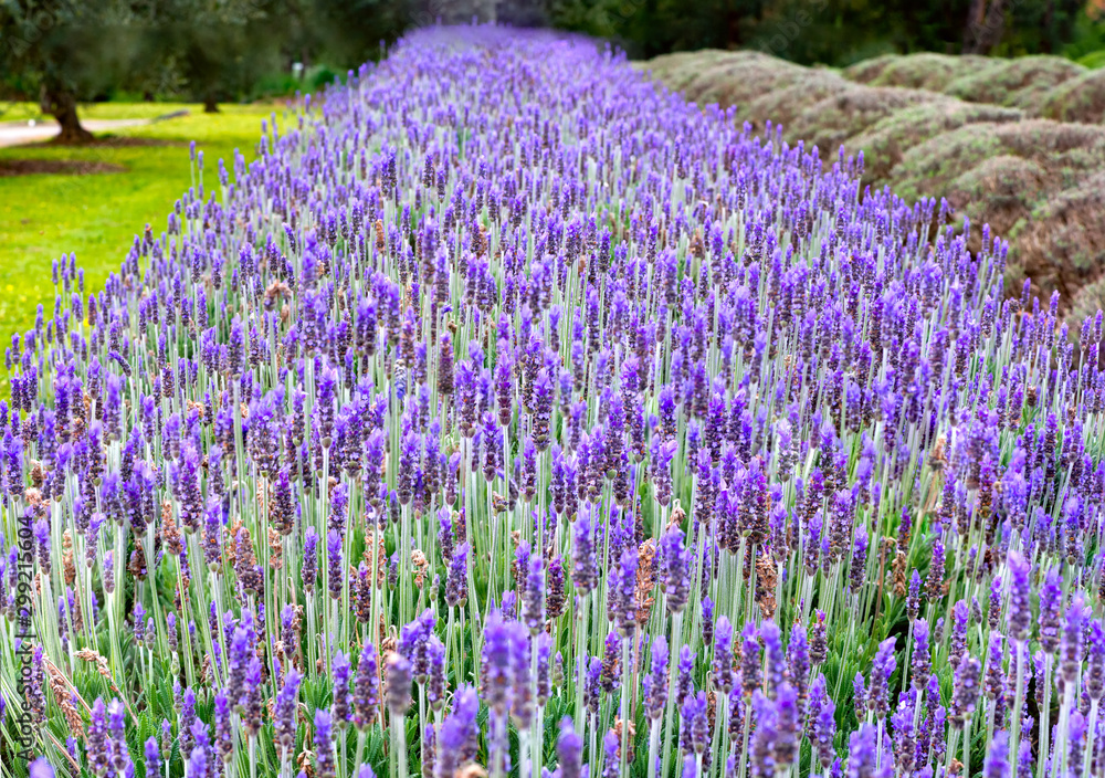 Fototapeta premium Lavender growing in a row