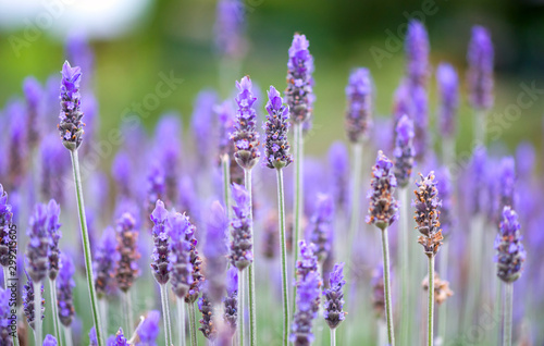 Lavender flowers blur background