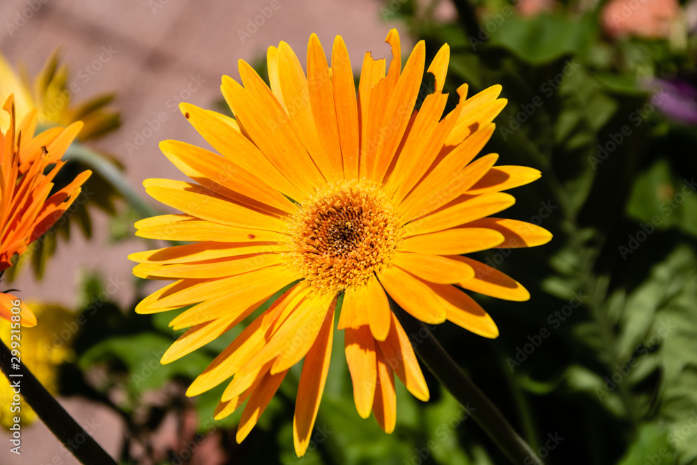 Daisy Daisy