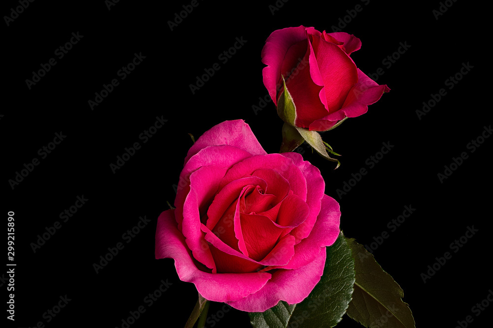 Fototapeta premium Two Pink Rose Flowers isolated on Black Background