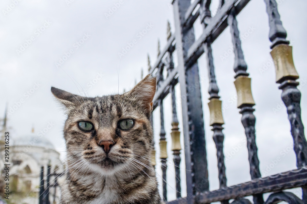 Obraz premium Curious cat looking at camera. Taken from the front in gray. There's an iron fence on the side.