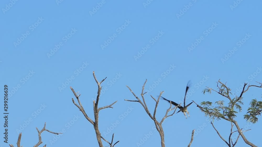 Slow motion of Red-Shouldered Hawk perching tree on blue sky. Slow motion of Red-Shouldered Hawk perching tree on blue sky.