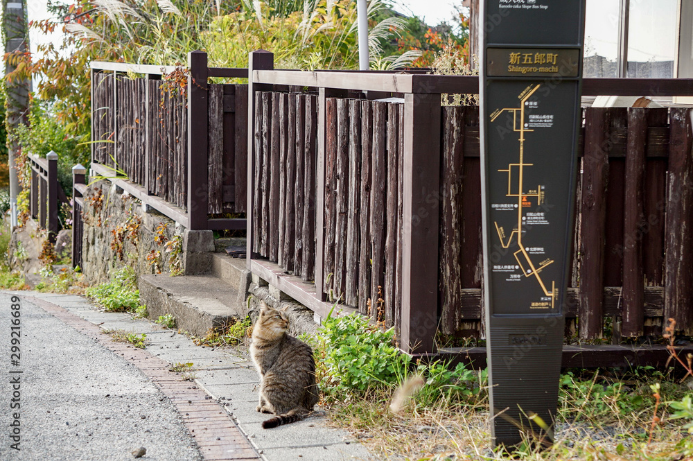 Obraz premium 路地に佇み、振り返って看板を眺める三毛猫