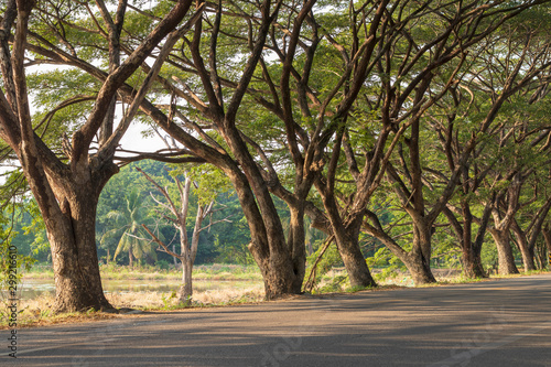 Large Chamchuri trees beside the road during the day time. photo