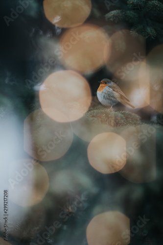 Robin Bird in winter United Kingdom