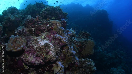 Seascape of the coral reefs in Marsa Alam, Egypt. Soft and hard corals surrounded by a variety of colorful reef fishes. photo