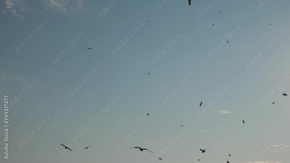 white birds flock flies high in sky covered with clouds waving wings over seashore on summer day white birds flock flies high in sky covered with clouds waving wings over seashore on summer day